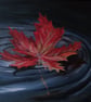 Lake Ontario, Autumnal coloured leaf floating on water, origianal landscape - Image 2