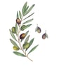 Olive mounted print - Image 1