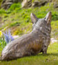 Foundry Bronze Sitting Corgi Statue Large Bronze Garden Sculpture - Image 6