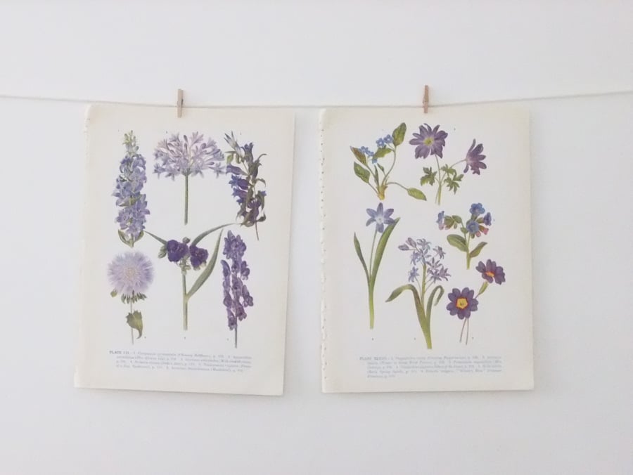 Vintage Flower Illustrations - lilac and purple colours