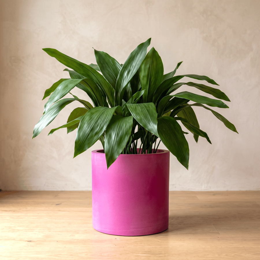 Large Statement Round Fuchsia Plant Pot 19 cm Indoor Planter