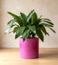 Large Statement Round Fuchsia Plant Pot 19 cm Indoor Planter