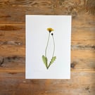 Pressed Dandelion flower - A4