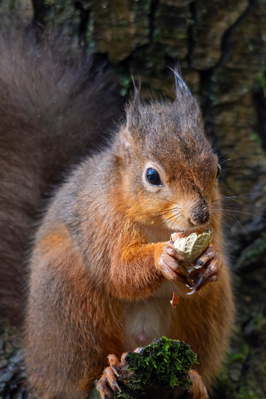 Red squirrel lunch print