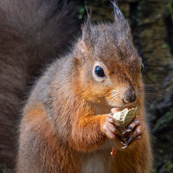 Red squirrel lunch print