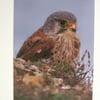 Photographic greetings card of a Kestrel. 