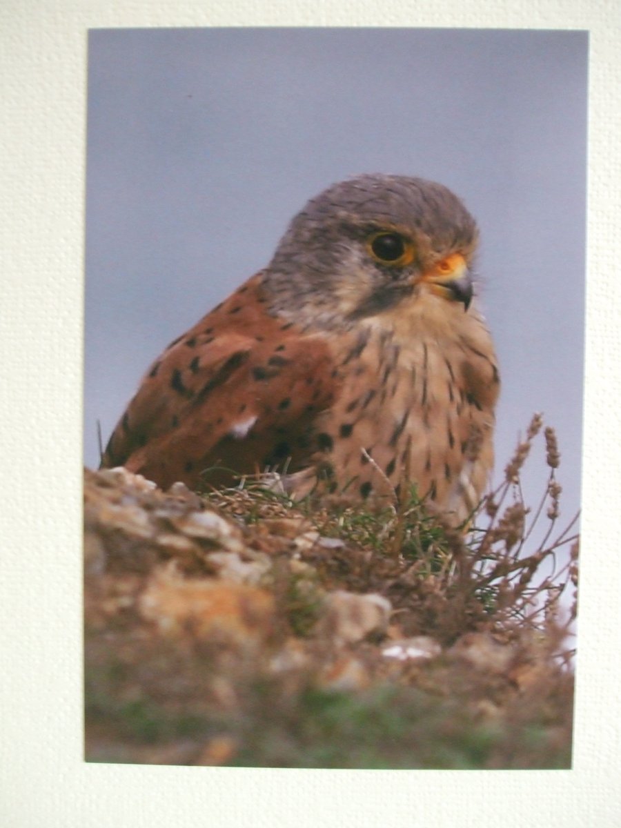 Photographic greetings card of a Kestrel. 