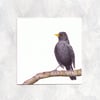 Blackbird Greetings Card