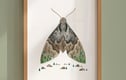 Awesome Animals