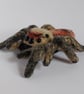 Jumping spider  - Image 3