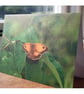 Gatekeeper Butterfly, A6 Greetings Card Nature Photography - Image 3