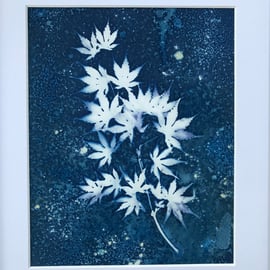 Acer Minor - Japanese Acer leaves captured in Cyanotype, Original wall art.