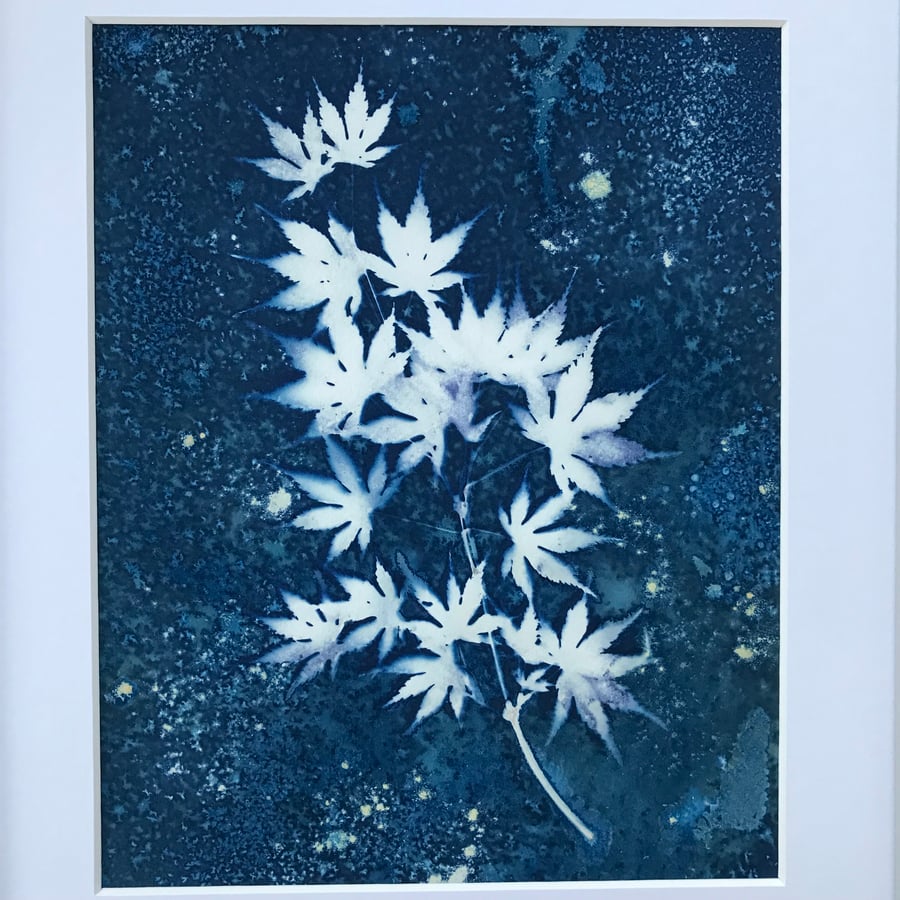Acer Minor - Japanese Acer leaves captured in Cyanotype, Original wall art.
