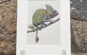 Original Artwork - Animals, Plants and Flowers