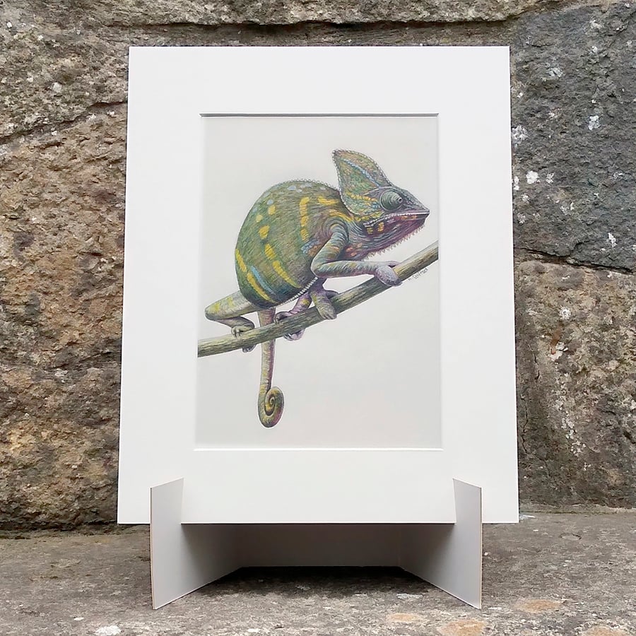 Chameleon Original Coloured Pencil Animal Drawing
