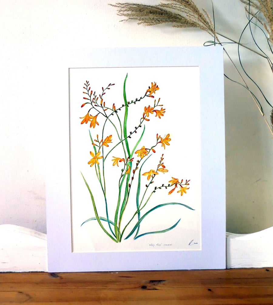 Flower Botanical Watercolour Original Painting of Orange Monbretia Plant
