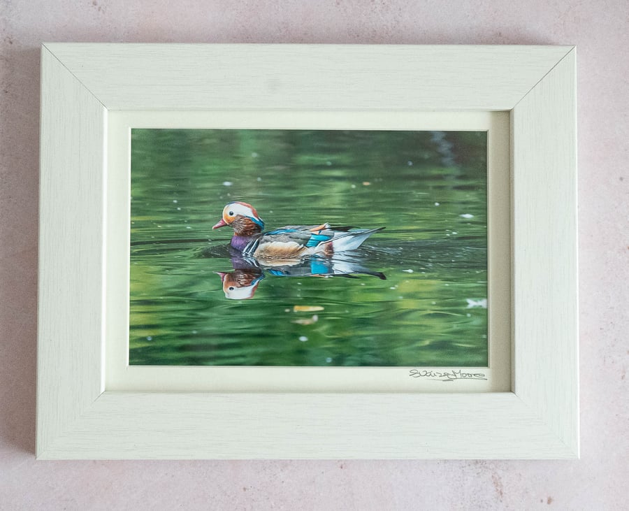 Mandarin Duck - Original Framed and Hand signed Photo