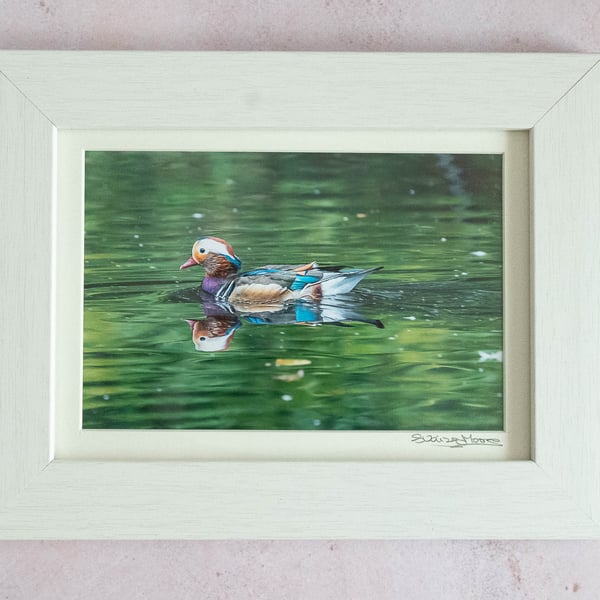 Mandarin Duck - Original Framed and Hand signed Photo