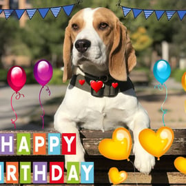 Happy Birthday Beagle Dog Card A5