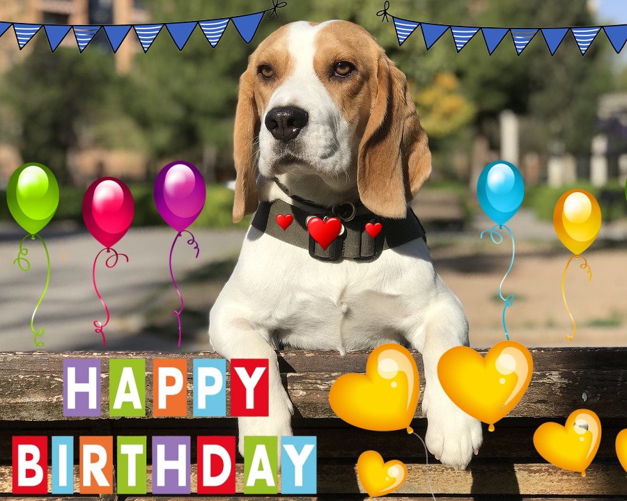 Happy Birthday Beagle Dog Card A5