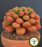 Needle Felted Succulent. Sedum .Real Terracotta Pot. Sedum Crassulacaea. - Image 5
