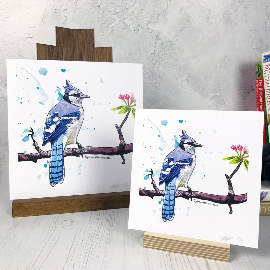 Bluejay Bird Art Print 