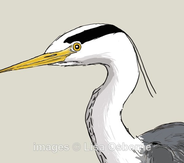 Heron. Signed print. Digital illustration. Birds. Wildlife