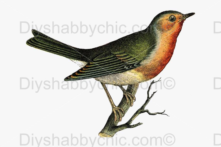 Waterslide Wood Furniture Decal Vintage Image Transfer DIY Shabby Chic Red Bird