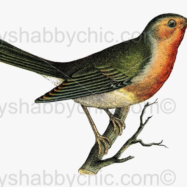 Waterslide Wood Furniture Decal Vintage Image Transfer DIY Shabby Chic Red Bird