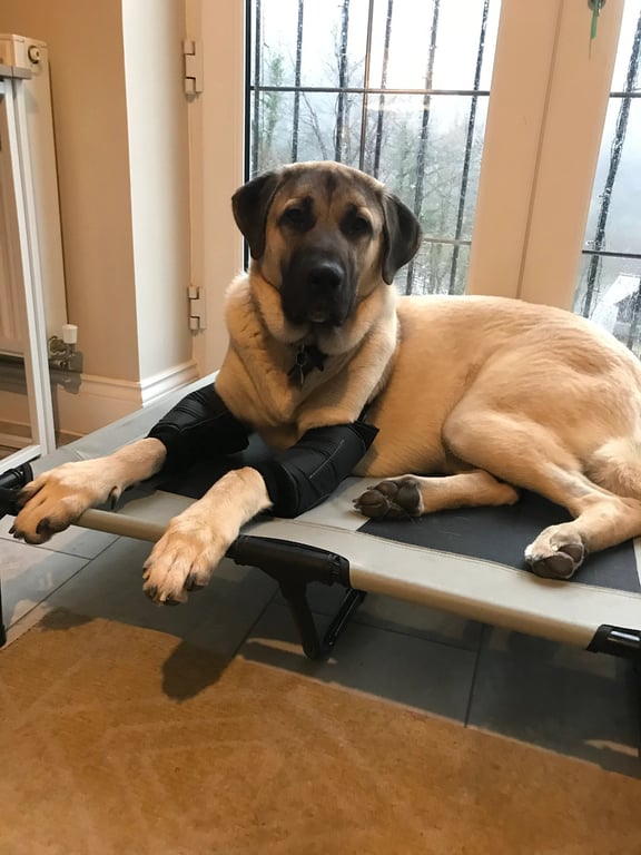 Dog Leg Sleeve, waterproof  Cushioned leg Support for Callus, Hygroma Relief.