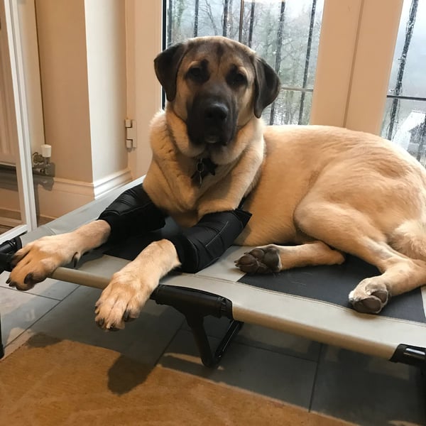 Dog Leg Sleeve, waterproof  Cushioned leg Support for Callus, Hygroma Relief.