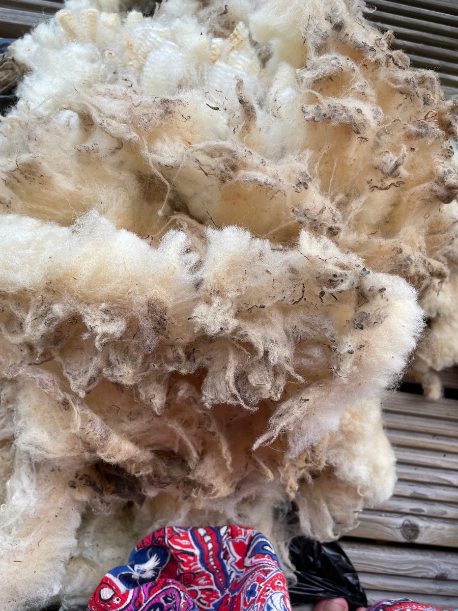 100g Unwashed raw wool