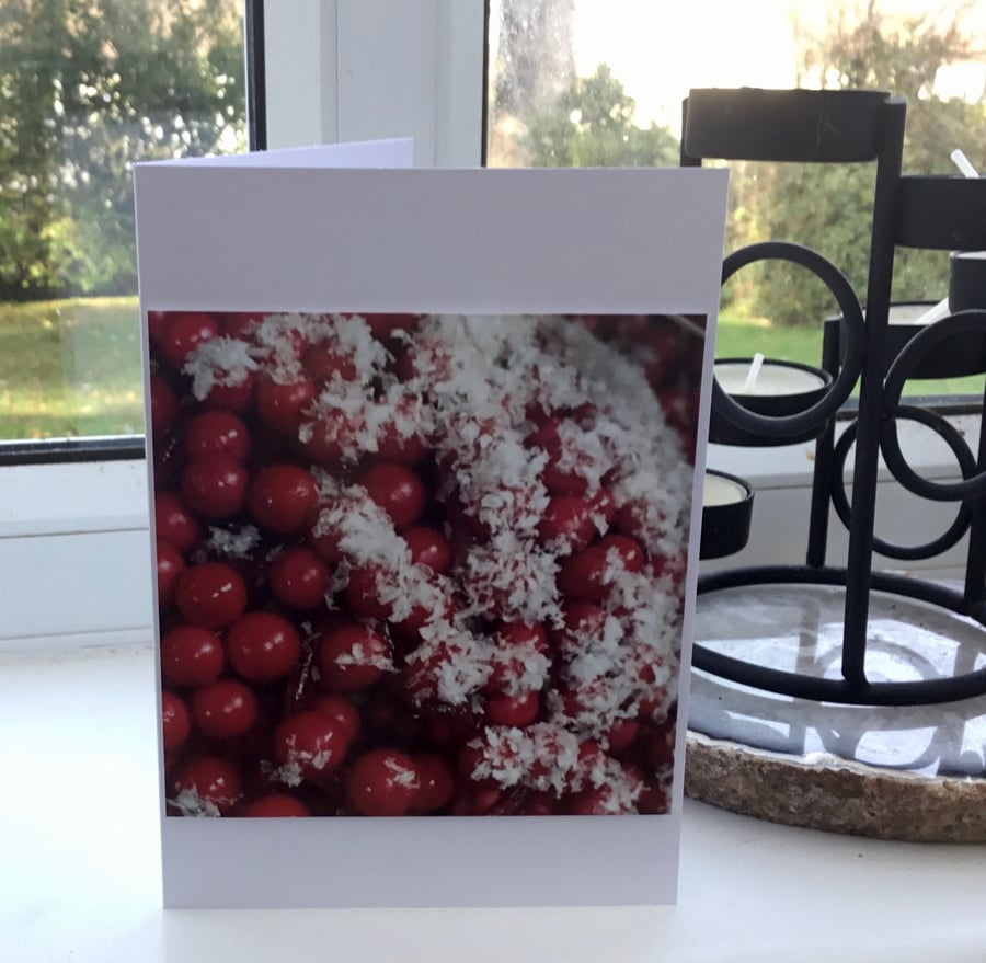 Frosted Berries! Photographic Blank Greetings Card for Christmas or Occasions.