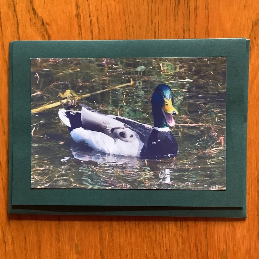 Handmade photo card of a male mallard 'Laughing Duck'