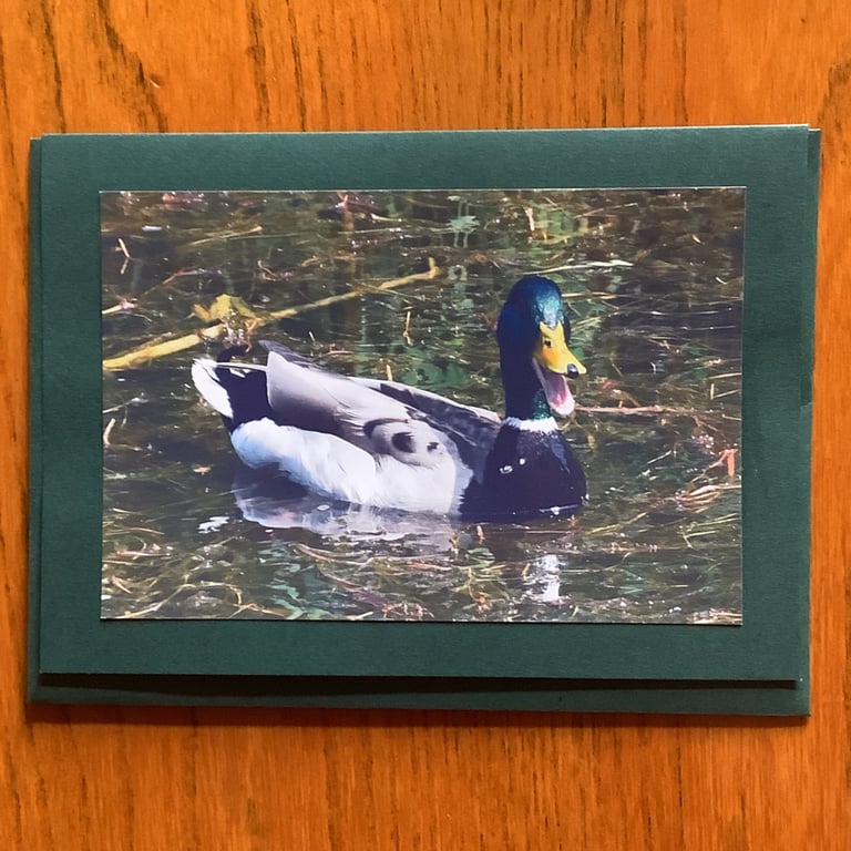 Handmade photo card of a male mallard 'Laughing Duck'