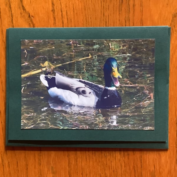 Handmade photo card of a male mallard 'Laughing Duck'