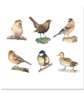 International Women's Day 6 female birds greeting card (blank) - Image 2