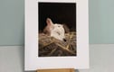 Giclee Art Prints - Animals