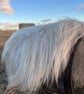 Wet Felted Icelandic Fleece rug