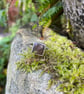 Silver and square brown sapphire ring U.K. size M - Image 6