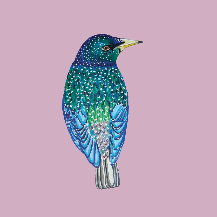 European Starling Art Print