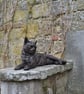 Lying Cat Animal Statue Large Bronze Resin Garden Sculpture - Image 1