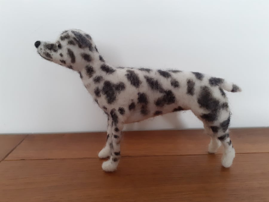 Dalmatian 