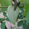 Posh gift tag - Vine heart
