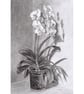 White Orchid Flower - Original Graphite Pencil Drawing - Image 2
