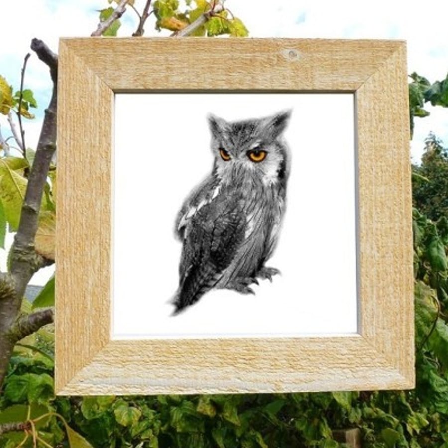 ‘Owl’ - framed photograph