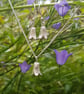 Harebell Necklace - Image 5