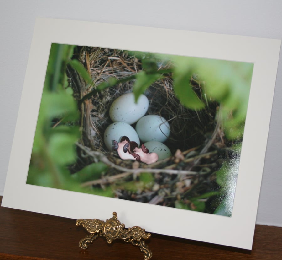Fairies sleeping print sleeping in a nest  art Print