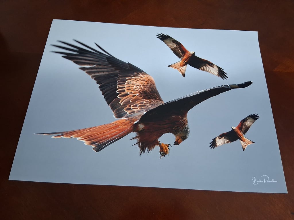 RED KITE PHOTOGRAPH 16x12