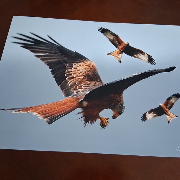 RED KITE PHOTOGRAPH 16x12